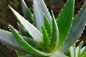 An Aloe vera plant